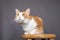White and orange cat sitting on a wooden stool looking up long whiskers wide open eyes