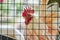 White and orange chicken with red combs in a cage behind the iron grid, Close-up hen