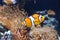 White and orange Clownfish