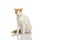White and orange European shorthair cat seating on white seamless without an eye