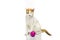 White and orange European shorthair cat seating on white seamless with purple ball