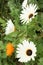 White and orange flowers Kirstenbosch Botanical Gardens Daisy Gazania