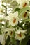 White and orange forest orchids