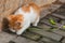 White-orange homeless kitten staring and crouching beside the st