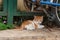 White-orange homeless kitten staring and sitting beside the street.