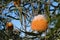 White and orange inflorescence of the Acorn Banksia, Banksia prionotes, family Proteaceae