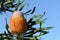 White and orange inflorescence of the Acorn Banksia, Banksia prionotes, family Proteaceae