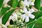 White orange jasmin flowers in full bloom