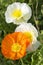 White and orange poppies