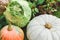 White and orange pumpkins and green cabbage