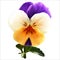 White-orange-purple viola flower