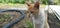 A white orange striped cat that is relaxing outdoors and is looking at the grass and trees