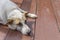 White and orange Thai dog is sleeping on brown wooden floor