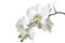 White orchid