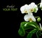 White Orchid