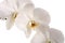 White orchid