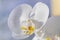 White orchid