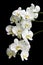 White orchid on a black background