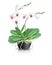 White orchid in black ceramic vase