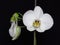 A White Orchid Bloom Blossom Bunch on Black Background. Exquisite Blooming Stylish Orchid Bouquet. Orchid Flowers and Buds.