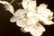 White orchid blooming