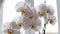 White orchid blooms