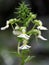 White orchid (Calanthe alismifolia)