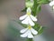 White orchid (Calanthe alismifolia)