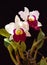 White orchid,Cattleya