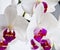 White orchid, chic flower