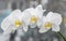 White orchid close up branch flowers, isolated on grey bokeh