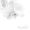 White orchid closeup on a white. Minimal black-and-white photo