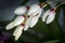 White orchid corsage