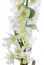 White orchid. Dendrobium nobile