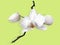 white orchid flower with buds