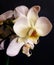 White orchid flower in dark background