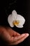 White orchid flower and a human arm on black background, a saving nature concept