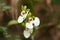 White orchid flower in madagascar rainforest