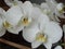 White orchid flower open in closeup