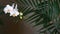 White orchid flower and palm frond leaves shadow. Elegant delicate soft floral blossom. Exotic tropical jungle