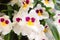 White Orchid Flower phalaenopsis