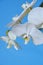 White orchid flower.Phalaenopsis.White exotic flowers on bright blue background.Houseplants and flowers.Growing orchids
