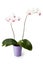 White Orchid Flowerpot