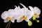White orchid flowers. A beautifully blossomed flower bred in home conditions