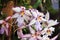 White Orchid Flowers Edged in Pink and Purple