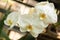 White orchid flowers. Exotic plant, closeup.