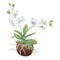 White orchid flowers with roots in coconut. Delicate realistic botanical watercolor hand drawn illustration. Clipart for