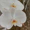 white orchid flowers with yellowish-orange petals