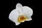 White orchid isolated,Phalaenopsis amabilis flower isolated on black background