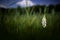 White orchid on the meadow. uropean terrestrial wild flower in nature habitat, detail of bloom, green clear background, Czech Repu